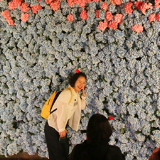 五万余朵绣球花织就梦幻花廊，黄龙洞一路生花迎“五一”