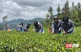 张家界市交通运输局开展“劳动最光荣·春茶香满园”主题工会活动