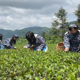 张家界市交通运输局开展“劳动最光荣·春茶香满园”主题工会活动