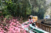 张旅集团观光电车分公司公开招聘，充实一线运营力量