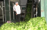 慈利县：杜仲茶业生产忙