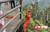 张家界宠游客｜景美人暖！张家界国家森林公园黄石寨景区工作人员多次下悬坎 为游客找回遗失物品