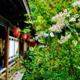 打卡黄龙洞！初夏雨后，清新绿意太治愈