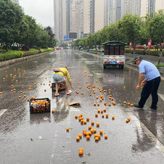 雨天货车洒落柑橘阻路 桑植交警冒雨暖心清障保畅通