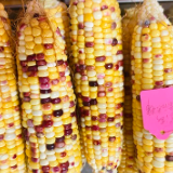 田间“论玉”选优种!张家界开展优质鲜食玉米新品种品鉴会