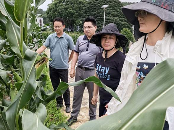 科技赋能提质 轮作种养增效 张家界小玉米串起乡村振兴大产业