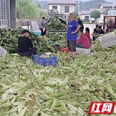 张家界市农业农村局:玉米秸秆青储提质 循环农业富民增效