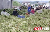 张家界市农业农村局：玉米秸秆青储提质 循环农业富民增效