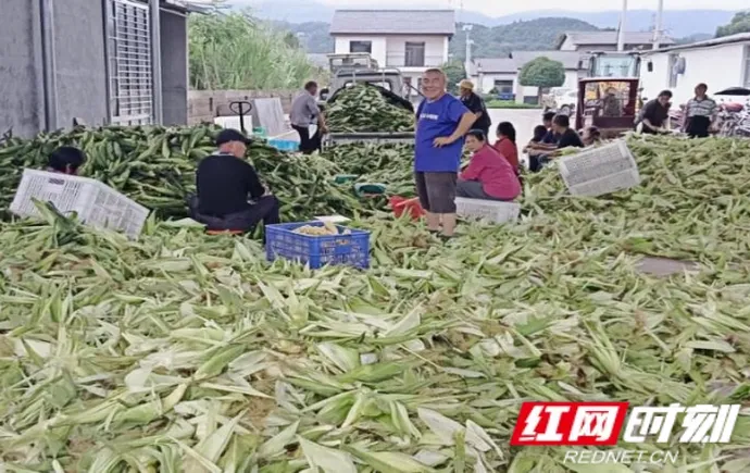 张家界市农业农村局：玉米秸秆青储提质 循环农业富民增效