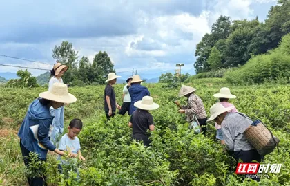 莓好时光，茶香盘塘——永定区盘塘村开展儿童莓茶文化体验活动