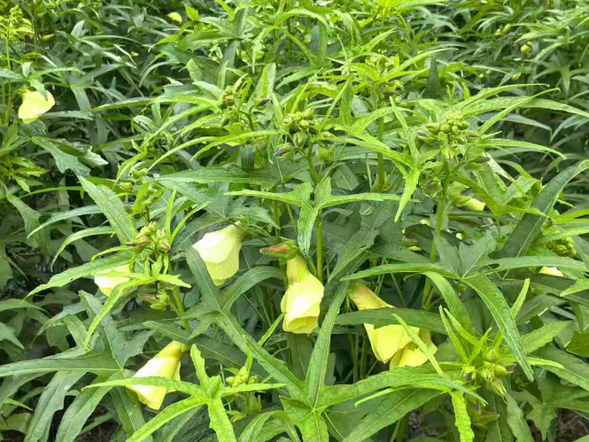313户山乡群众的“黄花”约定——桑植县沙塔坪乡以产业组织化撬动基层治理