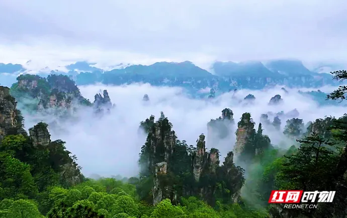 一雨成仙境！张家界七月峰林云海如梦似幻