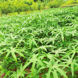 深耕特色种养 桑植县澧源镇“三创模式” 激活乡村增收活水