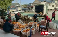 湘西龙山：脐橙丰收季  驻村工作队与村“两委”助农打包忙