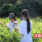 吉首大学“药好青春”社会实践团：“云”端采茶 直播助农