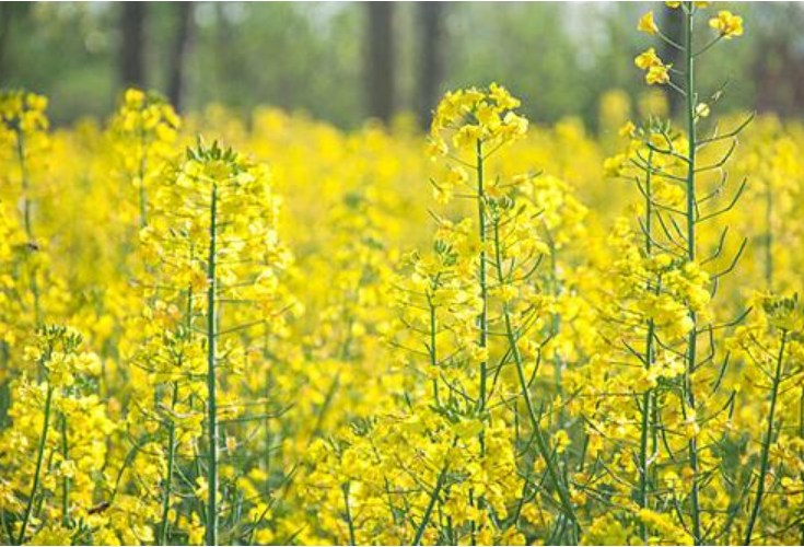 红视频丨古丈县高峰镇：梯田花开满目金  产业兴村万象新