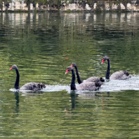 吉首大学迎来4位特殊“同学”