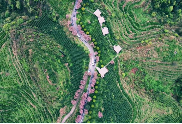 古丈县茶旅线路入选2026全国茶乡旅游精品线路