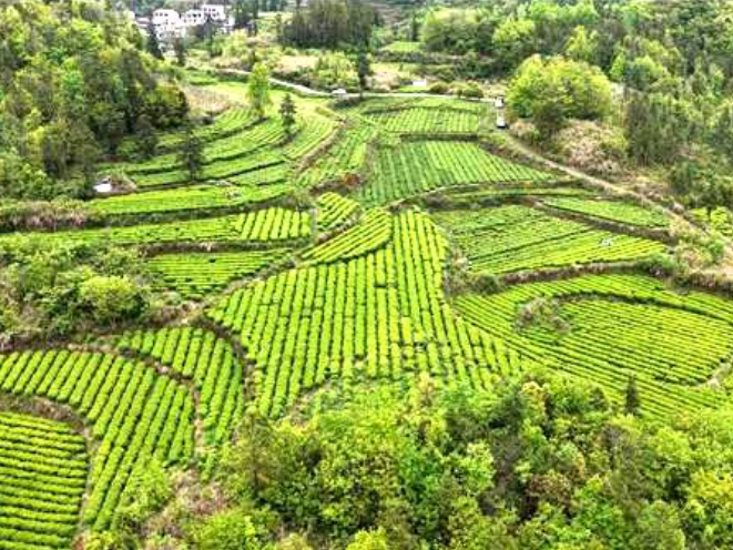 小茶叶变“金叶子”   凤凰县黄金茶闯入国际市场