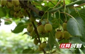 凤凰县菖蒲塘村：精管细护猕猴桃  孕育甜蜜好收成