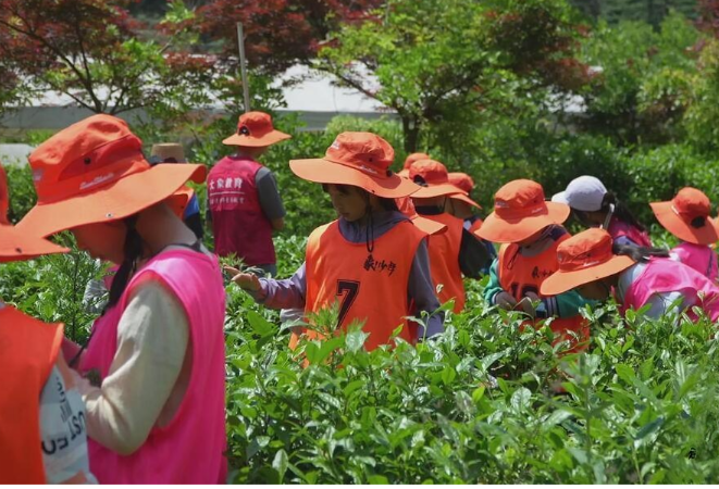 湘西古丈：茶香里的研学之旅受青睐