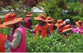 湘西古丈：茶香里的研学之旅受青睐