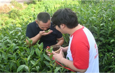 吉首大学“文新青年”公益直播为湘西黄金茶“摇”出新声