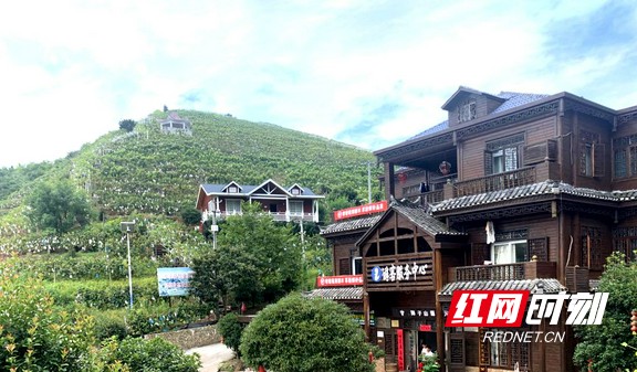 夏日清甜正当时!吃葡萄,就来泸溪县黑塘村狮子山