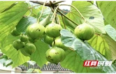 问诊桐史馆  吉首大学学子为千年油桐遗产提质赋能