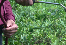 视频丨蓝山：火焰喷杀茶毛虫  