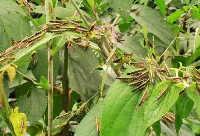 云南共发生黄脊竹蝗灾害面积130648亩。 云南共发生黄脊竹蝗灾害面积130648亩。