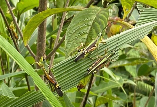 黄脊竹蝗最早出现在老挝。 黄脊竹蝗最早出现在老挝。