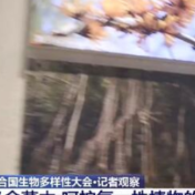 从灭绝边缘抢救回20多种野生植物 中国用行动诠释“共建人与自然生命共同体”