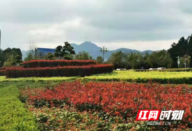 组图丨遇见怀化，邂逅醉美的“花花世界”