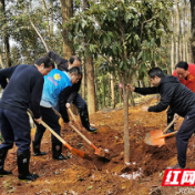 全民义务植树40年间，湖南种下超47亿株苗木 