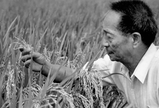 根据袁隆平院士丧事从简遗愿，殡仪馆不安排接待群众悼念