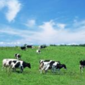 湖南出台12条措施：加速推进畜牧业高质量发展