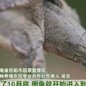 走进乡村看小康丨湖南岳阳 生态绿色种植 瓜蒌翠果满枝头