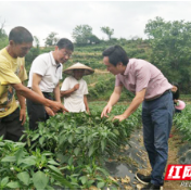 湖南省科技厅选派736名“三区”科技人才助力乡村振兴