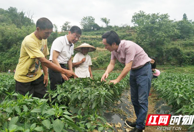 湖南省科技厅选派736名“三区”科技人才助力乡村振兴