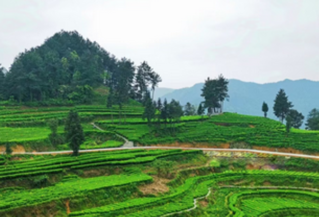 为民办实事丨吉首市：以“四早四化”模式实现舆情管控同频共振