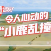 探寻中国式现代化之路丨令人心动的“小鹿乱撞”