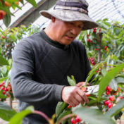 内蒙古：“红果果”成村民致富好帮手