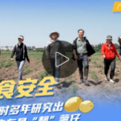 【大国“粮”策】守护粮食安全 他们耗时多年研究出广东最“靓”薯仔