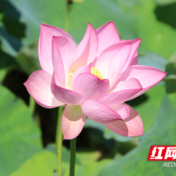 图集丨接天莲叶无穷碧 永州宁远西湾村荷花盛开美不胜收