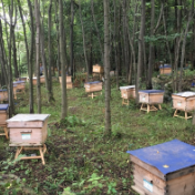 林业产业丨做“活”林下文章:2021年石门县林下经济总产值近27亿元