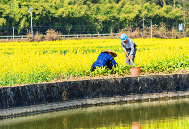 优选品种促增收 湖南发布2023年十大主推油菜种植品种