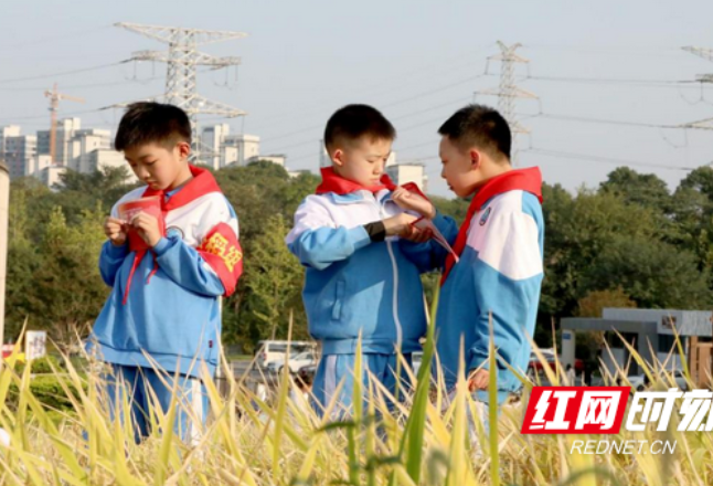 长沙市实验小学梅溪湖星辰中队走进隆平水稻博物馆 追逐“禾下乘凉梦”