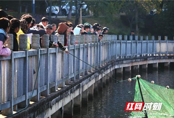 庆冬至 湖南科技大学下网捕自家鱼为全校师生做全鱼宴