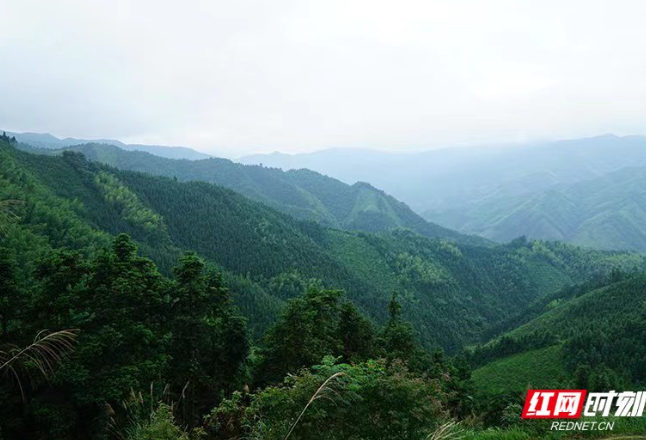 宁远县获评2022年湖南省“林长制工作先进单位”